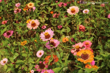 山花烂漫 百日菊花丛