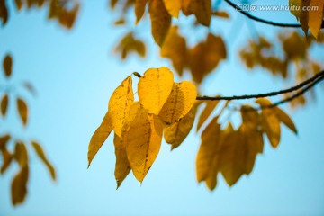 秋天的叶片