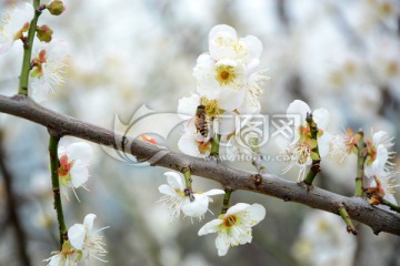 梅花