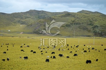 草原牛羊
