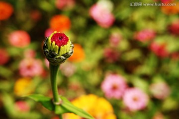 唯美百日菊 花苞