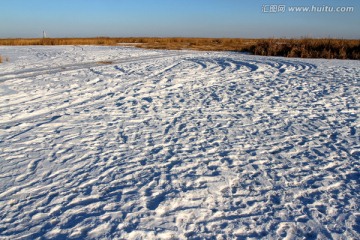 湿地 芦苇 冬天 白雪