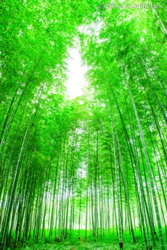 竹子