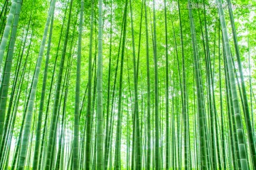 竹子