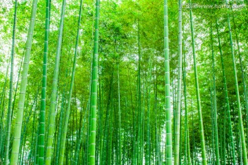 竹林