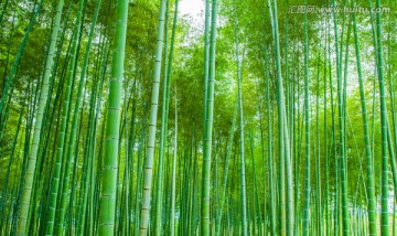竹林