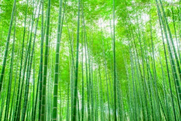 竹子
