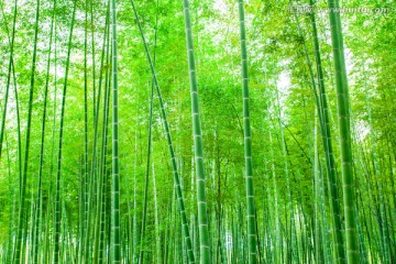 竹林