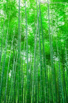 竹林