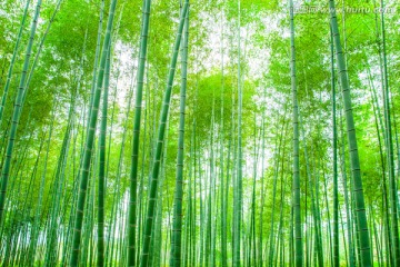 竹林
