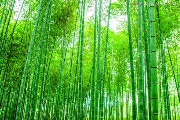 竹林
