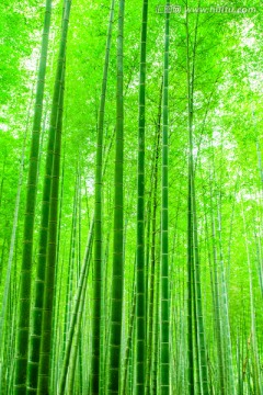 竹林