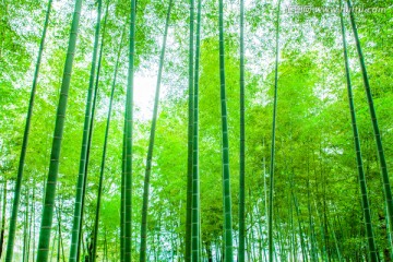 竹林