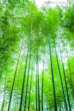 竹林