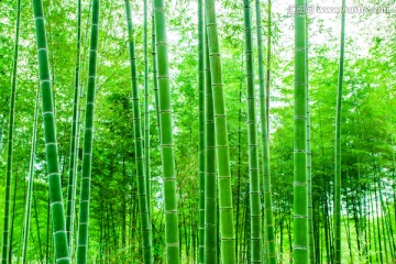 竹林