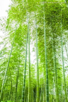 竹子