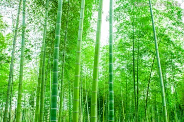 竹节