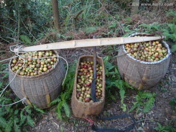 油茶果