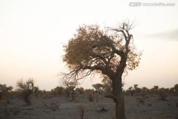 胡杨林