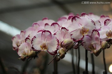蝴蝶兰花