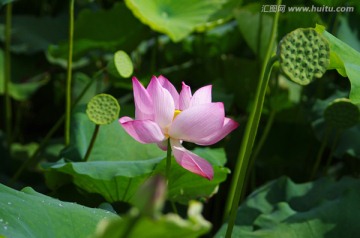 荷花 亭亭玉立