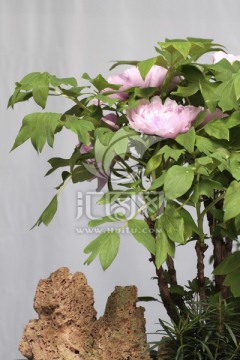 牡丹