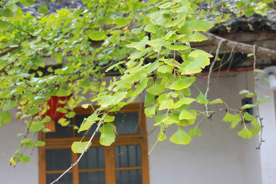银杏