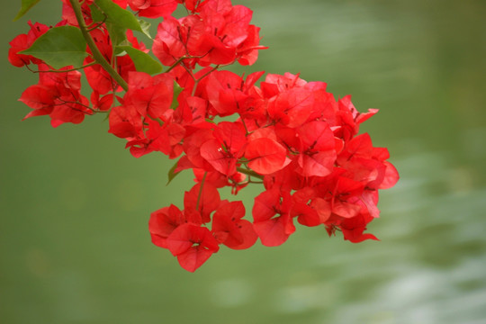 四季红花