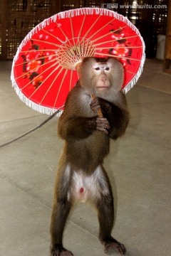 猴子撑伞