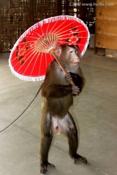 猴子撑伞