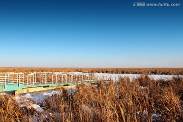 湿地 芦苇 冬天 白雪