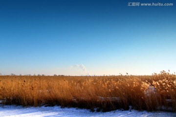 湿地 芦苇 冬天 白雪