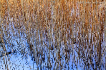 湿地 芦苇 冬天 白雪