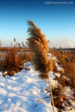 湿地 芦苇 冬天 白雪