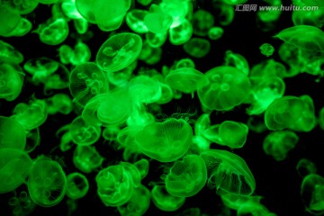 绿色发光水母