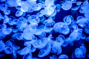 蓝色发光水母