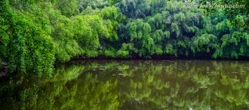 绿树森林池塘