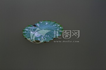 荷叶
