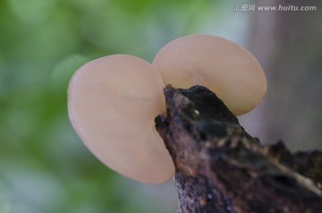 野生木耳生长状态