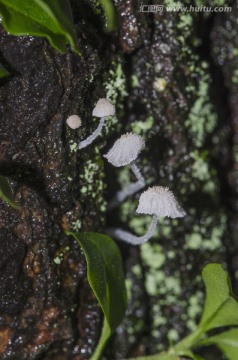 微距伞状菌菇