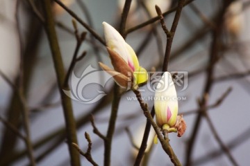 玉兰花