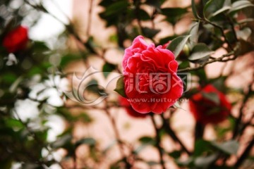 茶花