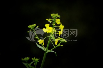 油菜花