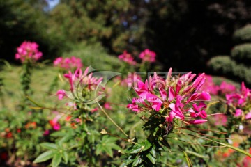 醉蝶花