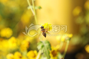 蜜蜂