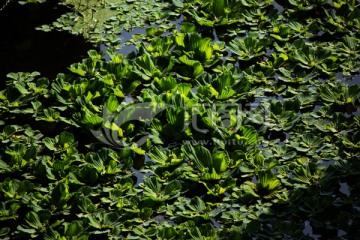水葫芦