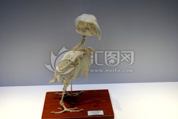 鹦鹉 蓝黄金刚鹦鹉 骨骼
