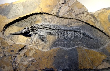 化石 混鱼龙