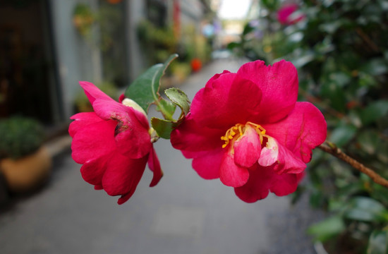 山茶花