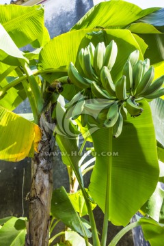 香蕉原植株